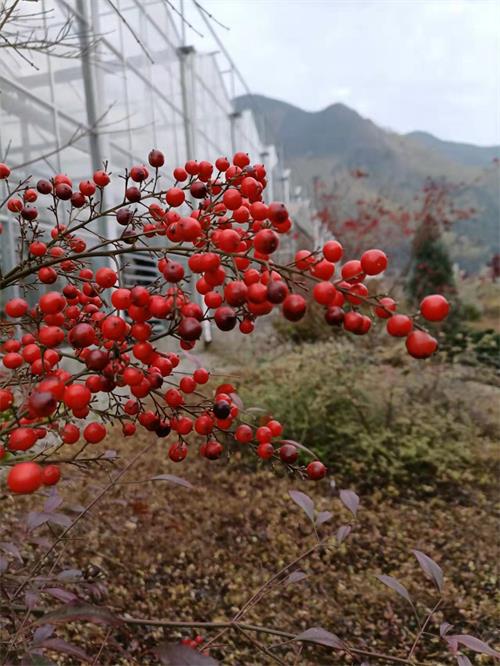 微信图片_20211210143132.jpg